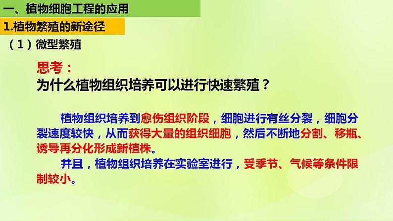 2024春高中生物第2章细胞工程第1节植物细胞工程1.2植物细胞工程的应用课件新人教版选择性必修306