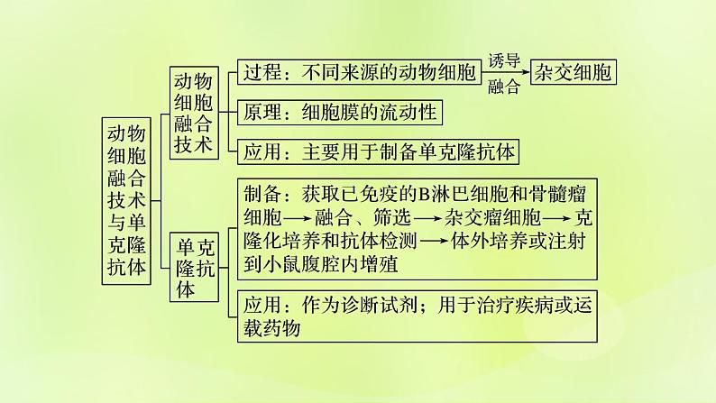 2024春高中生物第2章细胞工程第2节动物细胞工程2.2动物细胞融合技术与单克鹿体课件新人教版选择性必修302