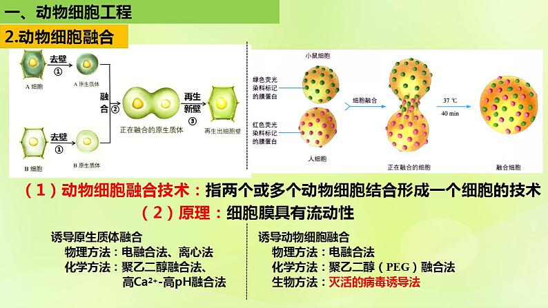 2024春高中生物第2章细胞工程第2节动物细胞工程2.2动物细胞融合技术与单克鹿体课件新人教版选择性必修306