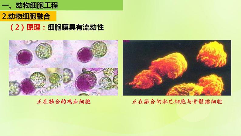 2024春高中生物第2章细胞工程第2节动物细胞工程2.2动物细胞融合技术与单克鹿体课件新人教版选择性必修307