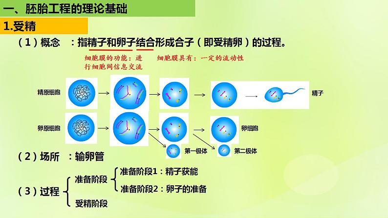 2024春高中生物第2章细胞工程第3节胚胎工程3.1胚胎工程的理论基础课件新人教版选择性必修306