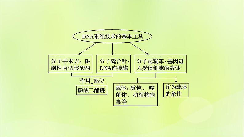 2024春高中生物第3章基因工程3.1重组DNA技术的基本工具课件新人教版选择性必修302