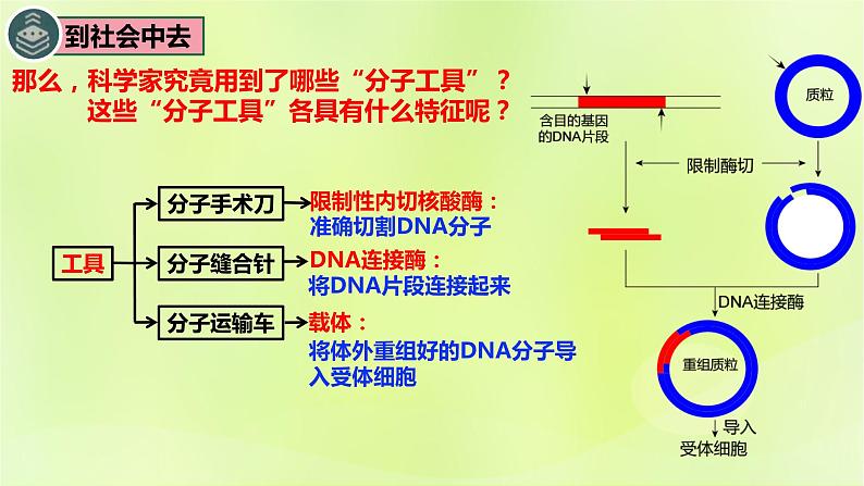 2024春高中生物第3章基因工程3.1重组DNA技术的基本工具课件新人教版选择性必修307