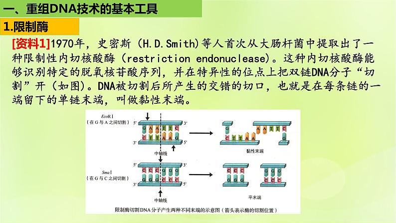 2024春高中生物第3章基因工程3.1重组DNA技术的基本工具课件新人教版选择性必修308