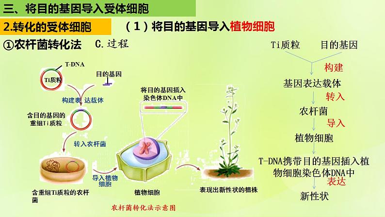 2024春高中生物第3章基因工程3.2基因工程的基本操作程序第2课时课件新人教版选择性必修3第7页