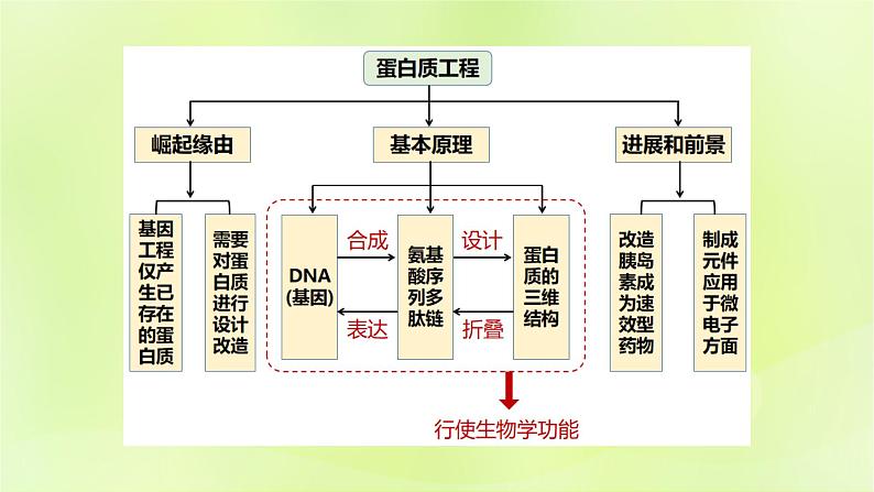 2024春高中生物第3章基因工程3.4蛋白质工程的原理和应用课件新人教版选择性必修3第2页