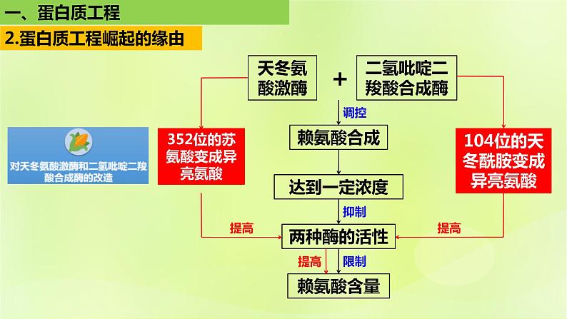 2024春高中生物第3章基因工程3.4蛋白质工程的原理和应用课件新人教版选择性必修3第6页