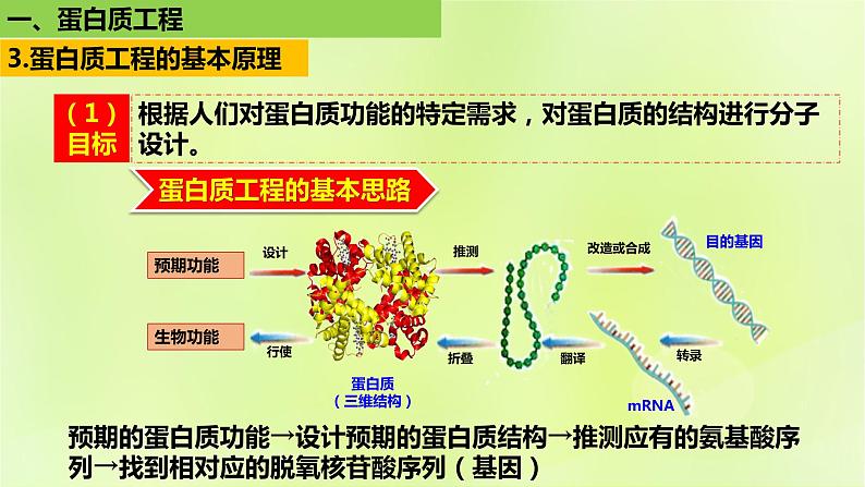 2024春高中生物第3章基因工程3.4蛋白质工程的原理和应用课件新人教版选择性必修3第7页