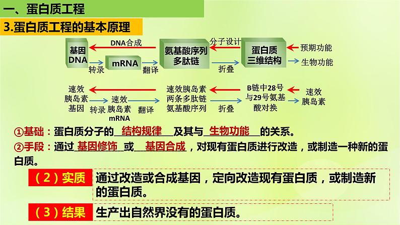 2024春高中生物第3章基因工程3.4蛋白质工程的原理和应用课件新人教版选择性必修3第8页