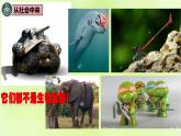 2024春高中生物第4章生物技术的安全性与伦理问题4.3禁止生物武器课件新人教版选择性必修3