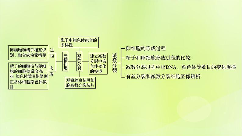 2024春高中生物第2章基因和染色体的关系2.1减数分裂和受精作用第3课时课件新人教版必修2第2页