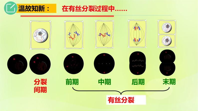 2024春高中生物第2章基因和染色体的关系2.1减数分裂和受精作用第3课时课件新人教版必修203