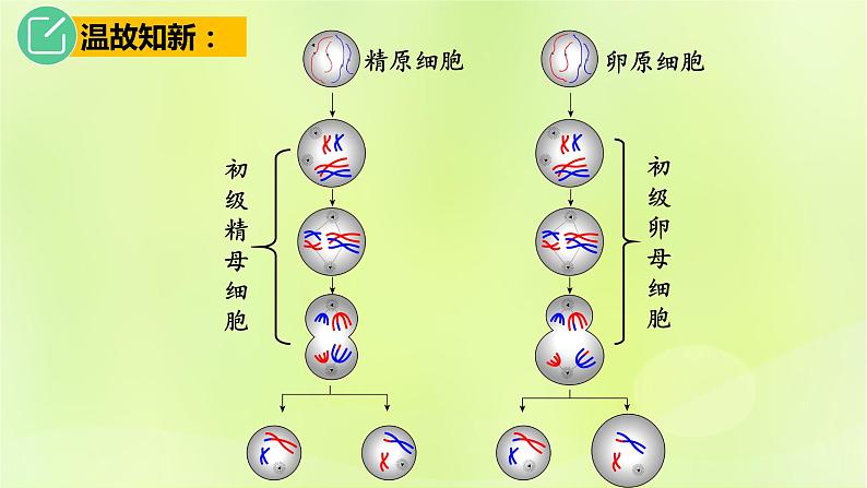 2024春高中生物第2章基因和染色体的关系2.1减数分裂和受精作用第3课时课件新人教版必修2第4页