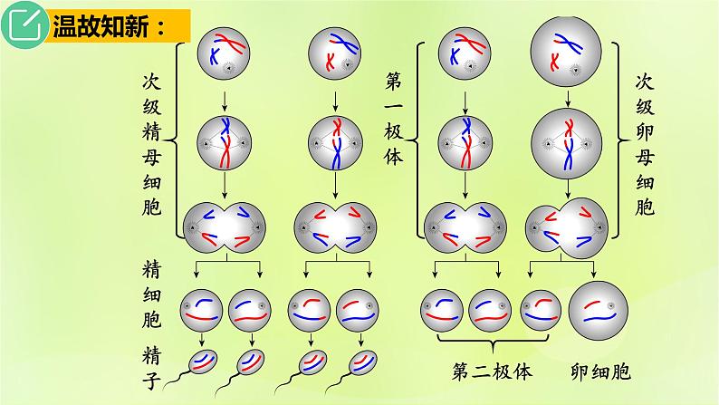 2024春高中生物第2章基因和染色体的关系2.1减数分裂和受精作用第3课时课件新人教版必修2第5页