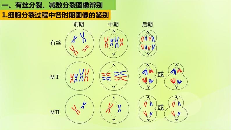 2024春高中生物第2章基因和染色体的关系2.1减数分裂和受精作用第3课时课件新人教版必修206