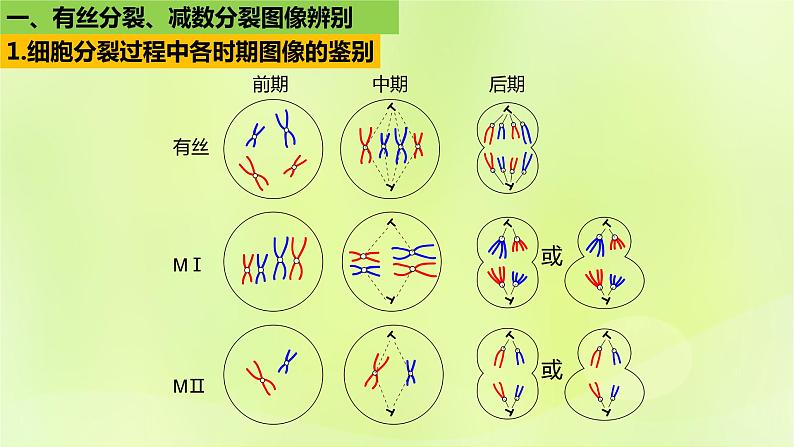 2024春高中生物第2章基因和染色体的关系2.1减数分裂和受精作用第3课时课件新人教版必修2第6页