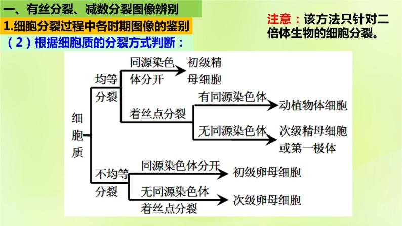 2024春高中生物第2章基因和染色体的关系2.1减数分裂和受精作用第3课时课件新人教版必修208