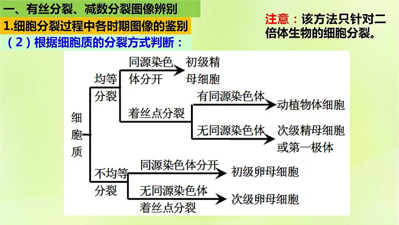 2024春高中生物第2章基因和染色体的关系2.1减数分裂和受精作用第3课时课件新人教版必修2第8页