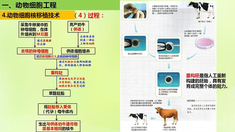 2024春高中生物第2章细胞工程第2节动物细胞工程2.3动物体细胞核移植技术和克炉物课件新人教版选择性必修306