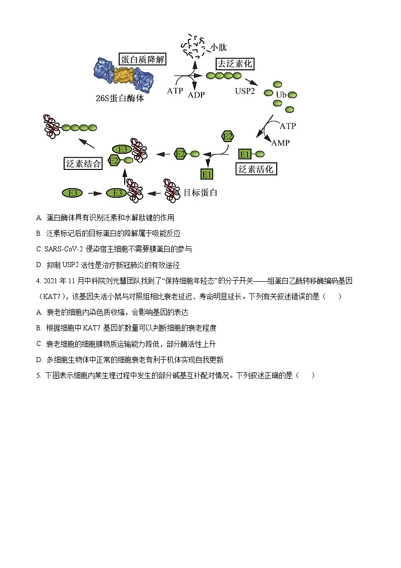 2024安庆高三下学期二模试题生物含解析02