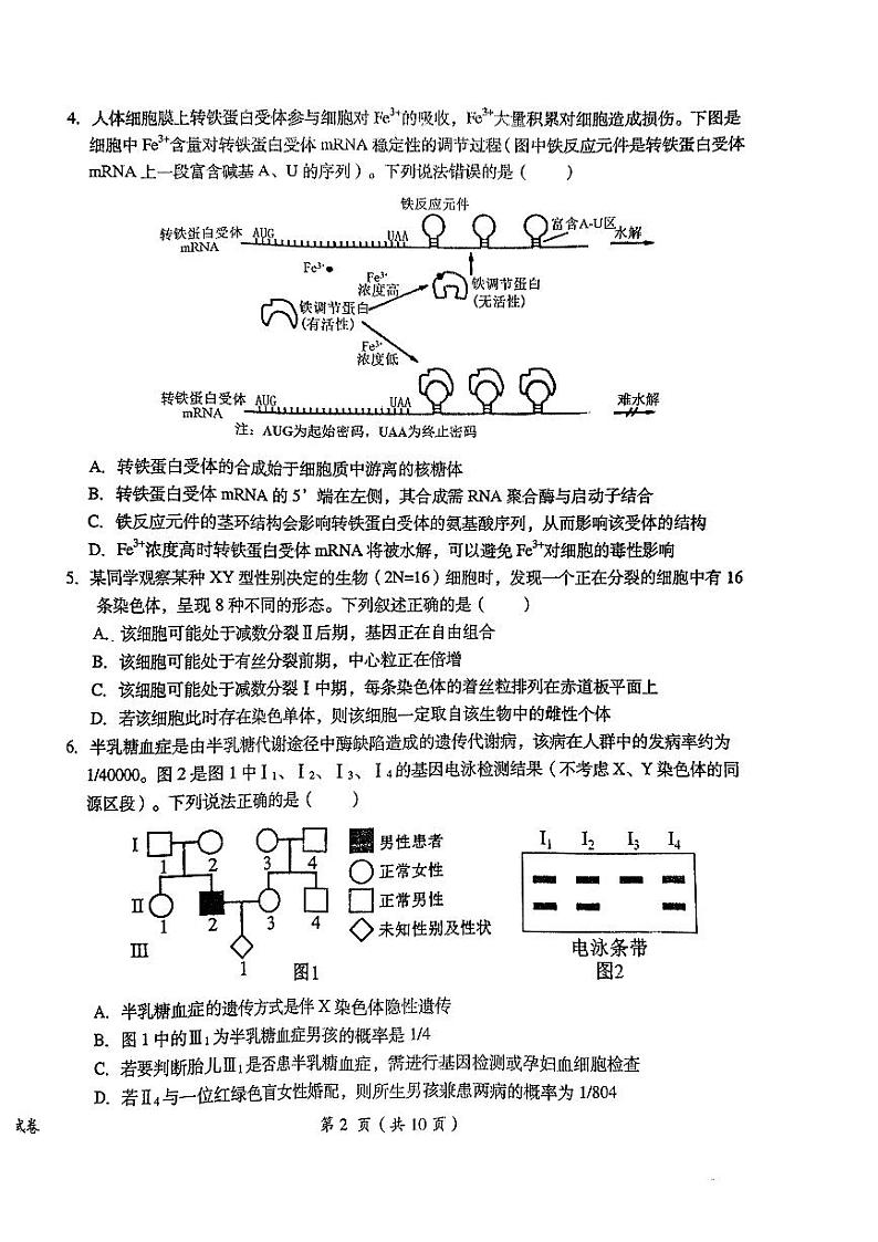 2024届江西省鹰潭市高三下学期第一次模拟考试（鹰潭一模）生物试题及答案02