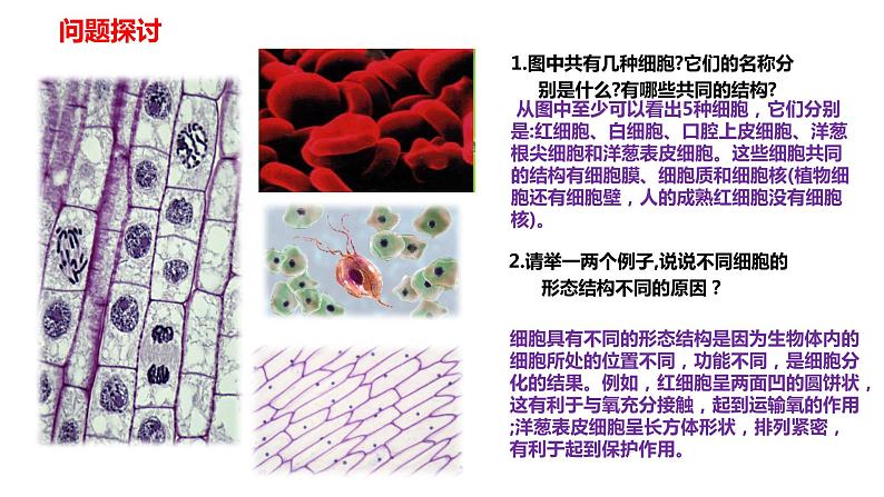 高中生物人教版必修1精品课件1-2细胞的多样性和统一性第2页