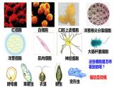 高中生物人教版必修1精品课件1-2细胞的多样性和统一性