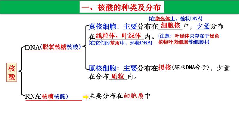 高中生物人教版必修1精品课件2-5核酸是遗传信息的携带者205