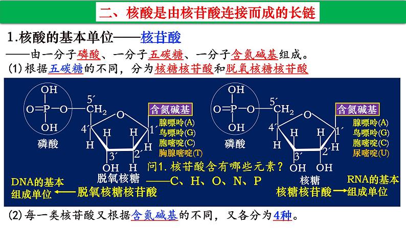 高中生物人教版必修1精品课件2-5核酸是遗传信息的携带者208