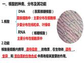 高中生物人教版必修1精品课件2-5核酸是遗传信息的携带者