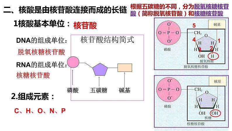 高中生物人教版必修1精品课件2-5核酸是遗传信息的携带者07