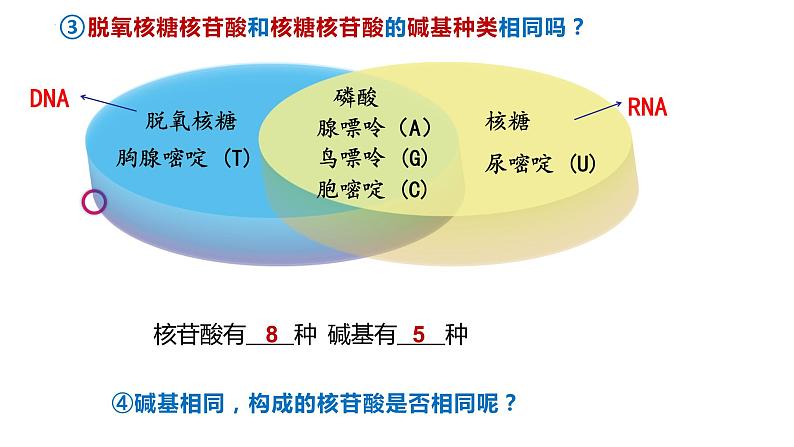 高中生物人教版必修1精品课件2-5核酸是遗传信息的携带者08