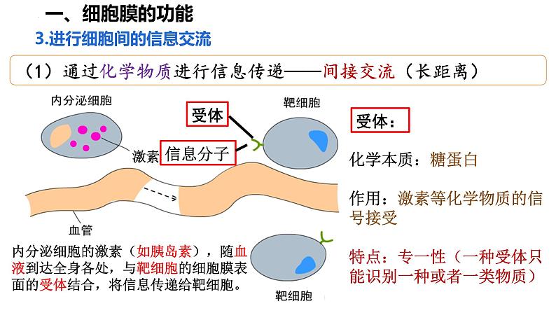 高中生物人教版必修1精品课件3-1细胞膜的结构和功能06