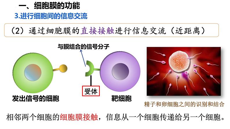 高中生物人教版必修1精品课件3-1细胞膜的结构和功能07