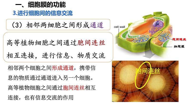 高中生物人教版必修1精品课件3-1细胞膜的结构和功能08