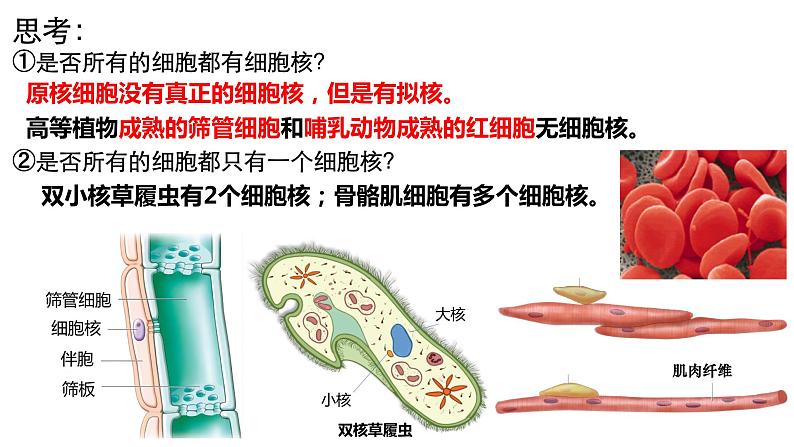 高中生物人教版必修1精品课件3-3细胞核的结构和功能第3页