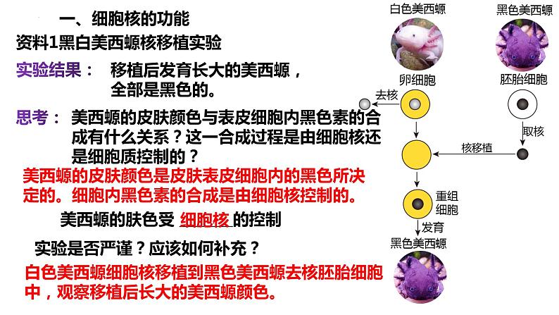 高中生物人教版必修1精品课件3-3细胞核的结构和功能第5页