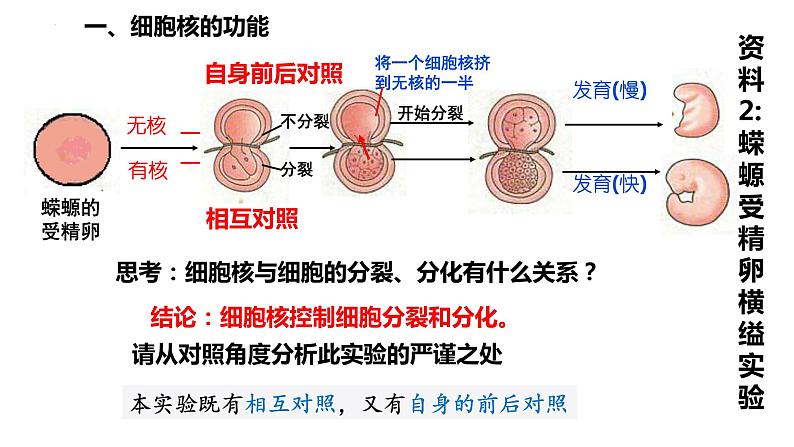 高中生物人教版必修1精品课件3-3细胞核的结构和功能第6页