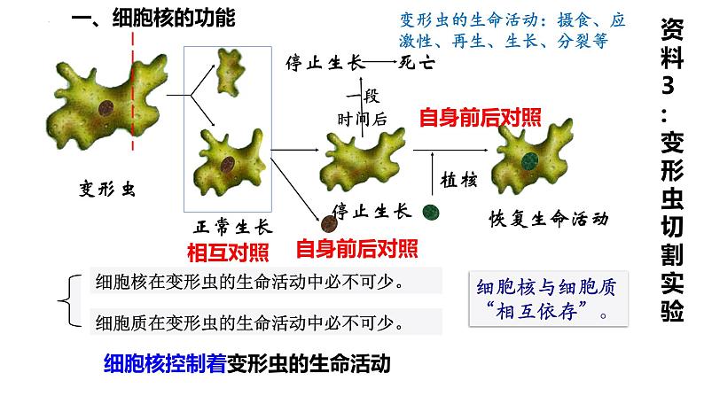 高中生物人教版必修1精品课件3-3细胞核的结构和功能第7页