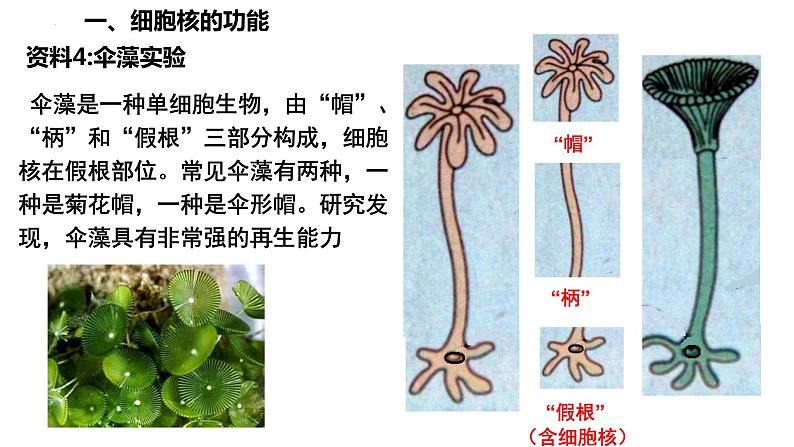 高中生物人教版必修1精品课件3-3细胞核的结构和功能第8页