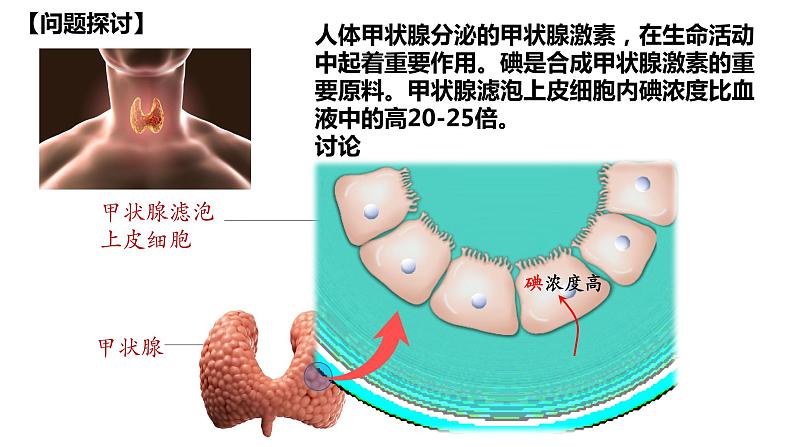 高中生物人教版必修1精品课件4-2主动运输与胞吞、胞吐第3页