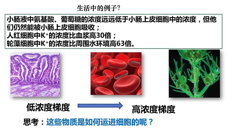 高中生物人教版必修1精品课件4-2主动运输与胞吞、胞吐第5页