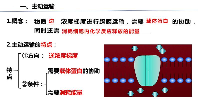 高中生物人教版必修1精品课件4-2主动运输与胞吞、胞吐第8页