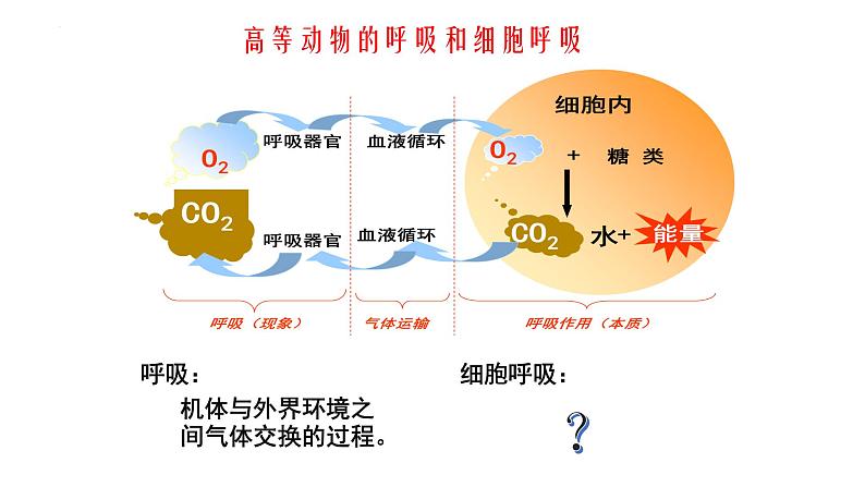 高中生物人教版必修1精品课件5-3细胞呼吸的原理和应用03