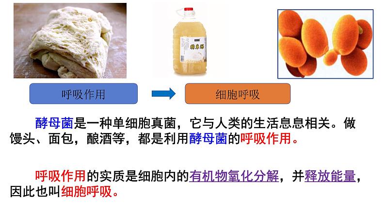 高中生物人教版必修1精品课件5-3细胞呼吸的原理和应用04