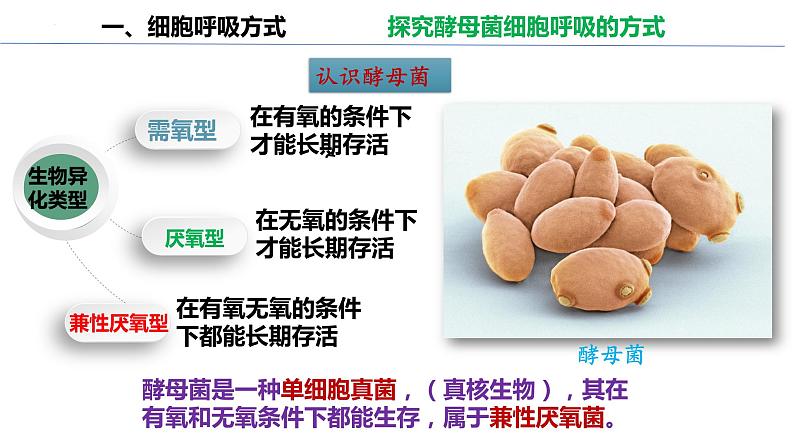 高中生物人教版必修1精品课件5-3细胞呼吸的原理和应用05