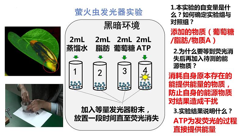 高中生物人教版必修1精品课件5-2细胞的能量“货币”ATP05