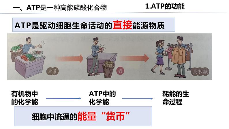 高中生物人教版必修1精品课件5-2细胞的能量“货币”ATP07