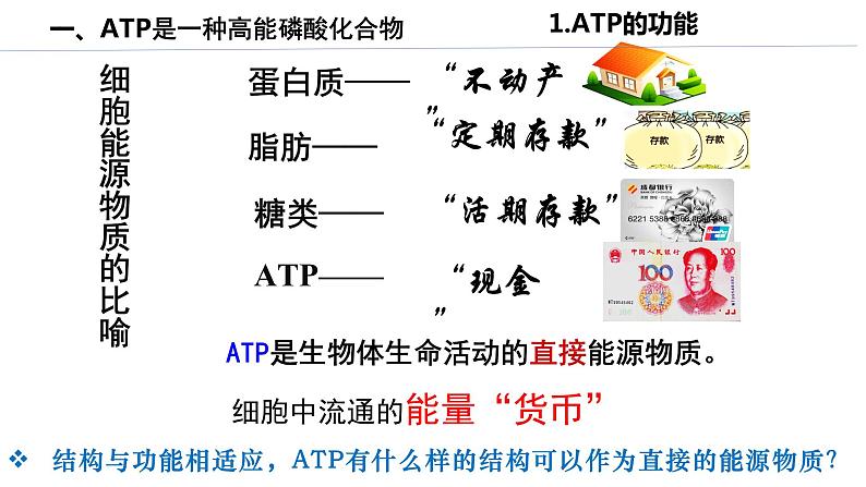 高中生物人教版必修1精品课件5-2细胞的能量“货币”ATP08