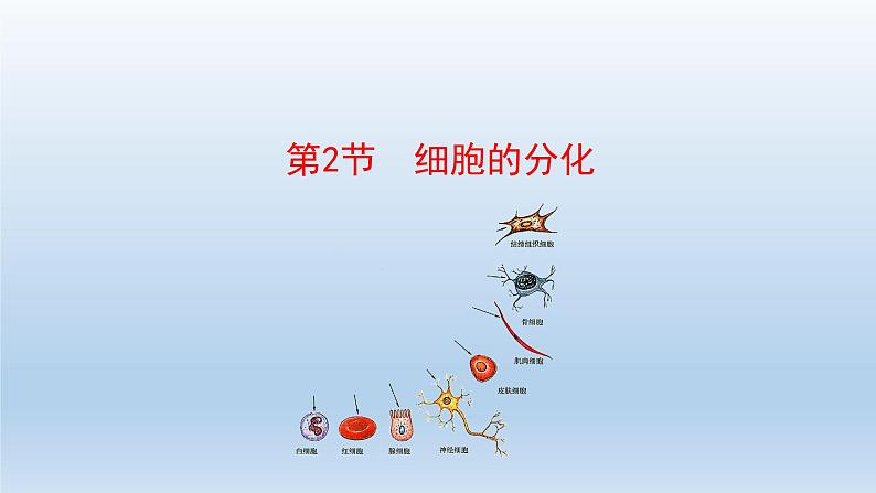 高中生物人教版必修1精品课件6-2细胞的分化01